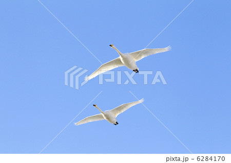 飛行する白鳥カップル 6284170