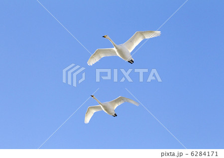 飛行する白鳥カップル 6284171