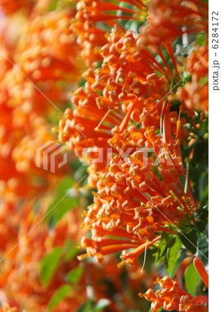 カエンカズラ 6284172