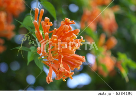 カエンカズラ 6284196