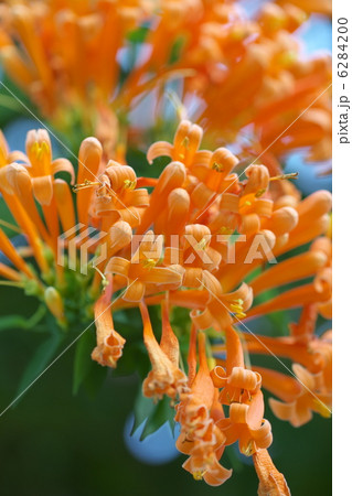 カエンカズラ 6284200