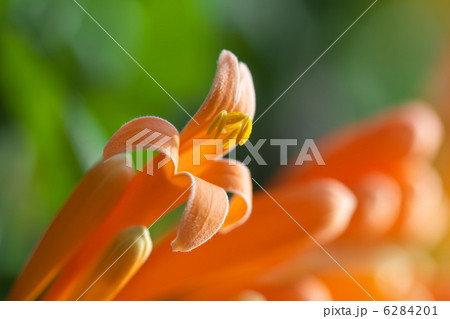 カエンカズラ 6284201