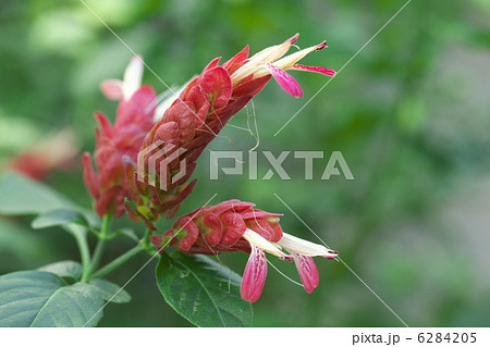 コエビソウ コエビソウ 6284205