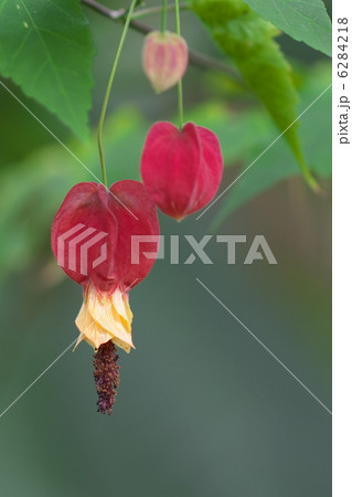 アブチロン アブチロン 6284218