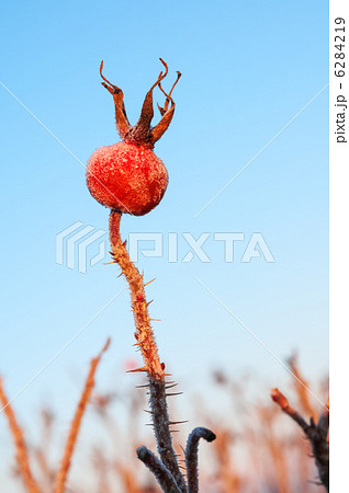 Rose hips covered with ice Rose hips covered with ice 6284219
