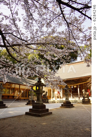 伊萬里神社の桜 (佐賀県) 伊萬里神社の桜 (佐賀県) 6284246