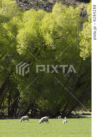 羊の親子 6284288