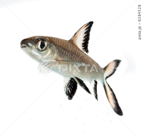 Bala Shark or Silver Shark (Balantiocheilus melanopterus) Bala Shark or Silver Shark (Balantiocheilus melanopterus) 6284528