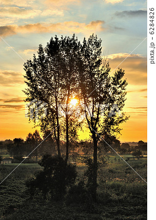 渡良瀬　朝陽射す木々 6284826