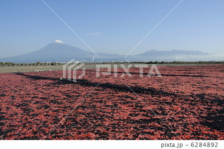 桜エビと富士山 6284892