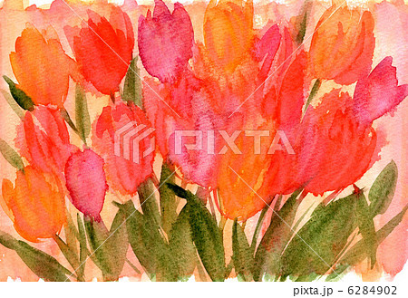 tulip1315pix 6284902