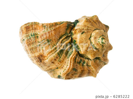 sea shell 6285222