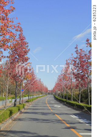 紅葉の並木道 6285223