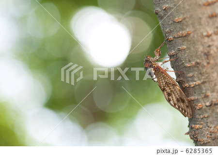 アブラゼミ 6285365