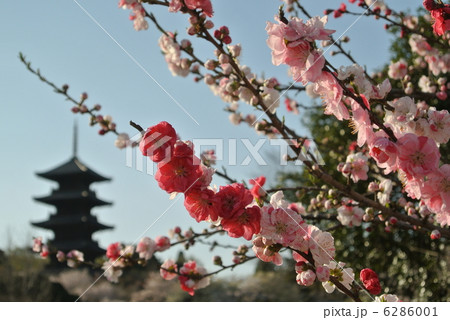 春の国分寺 春の国分寺 6286001