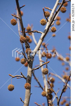 モミジバフウの実 6286174