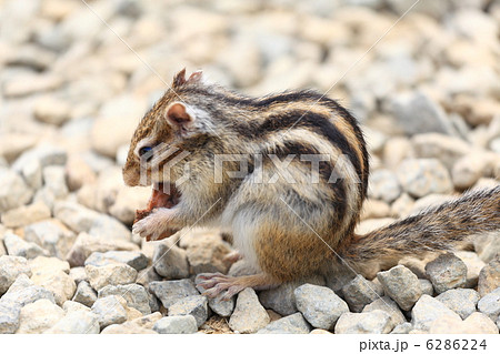 シマリス シマリス 6286224