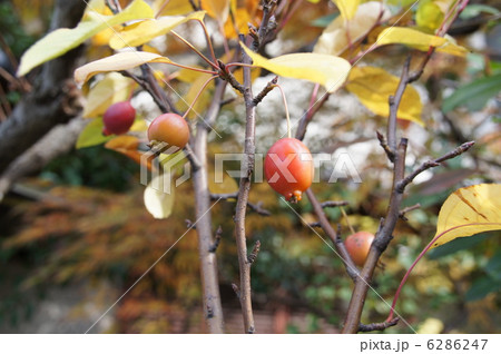 姫りんご 姫りんご 6286247