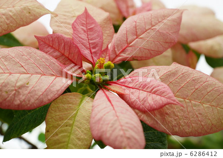 ポインセチア 6286412