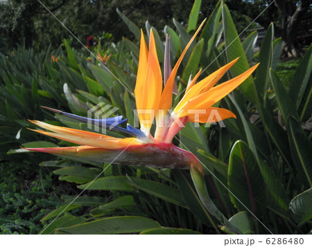 バード・オブ・パラダイス 6286480