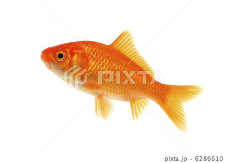 金魚 金魚 6286610