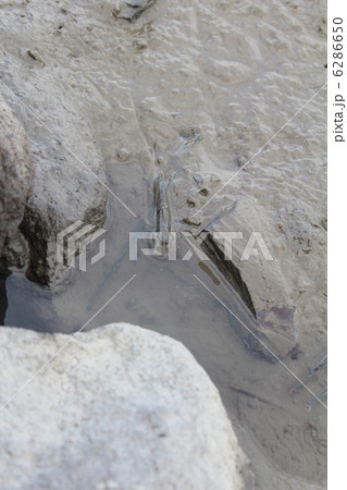 トビハゼ 6286650