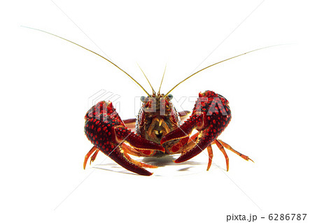 ザリガニ ザリガニ 6286787