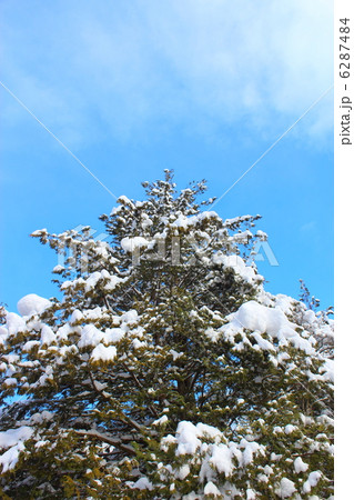 雪の積もった檜 6287484