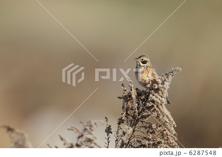 ホオアカの冬羽は地味な美しさがある 6287548