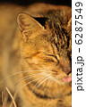 夜明けの猫 6287549