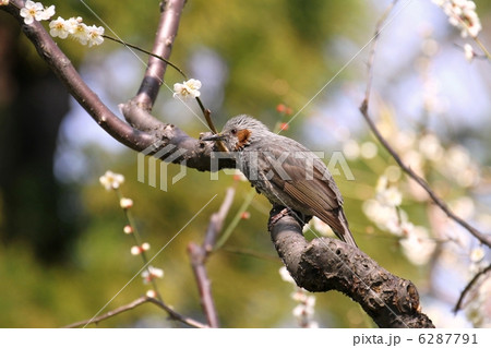 梅の花とヒヨドリ 6287791