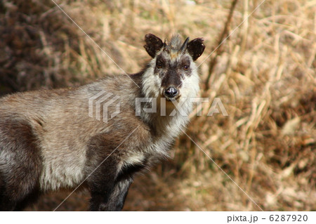 カモシカ　ニホンカモシカ 6287920