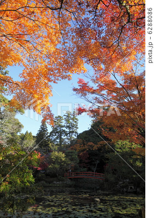 大原野神社の秋 6288086