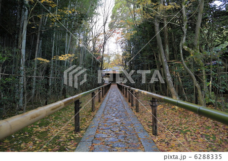 秋の高桐院 6288335