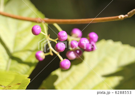 ショウロウクサギの実 6288553