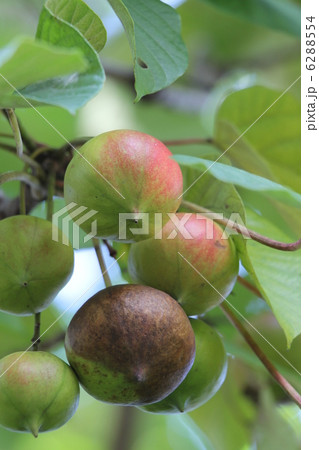 シナアブラギリ シナアブラギリ 6288554