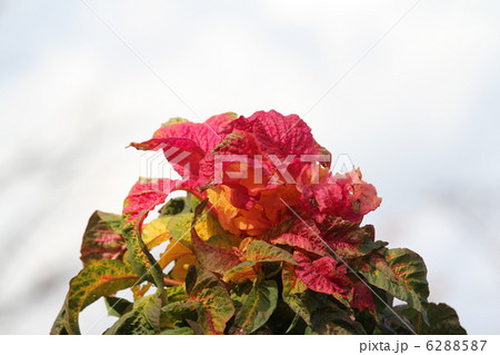 ハゲイトウ 6288587