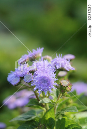 アゲラタム　アロハブルー 6288589