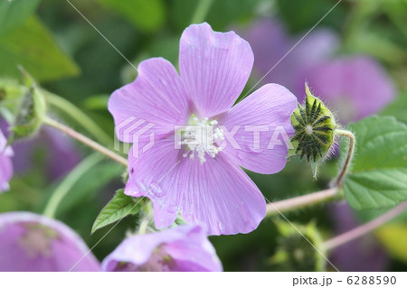 アノダ・クリスタータ 6288590