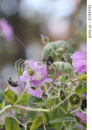 アノダ・クリスタータ 6288591