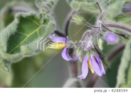 ツノナスの花 6288594