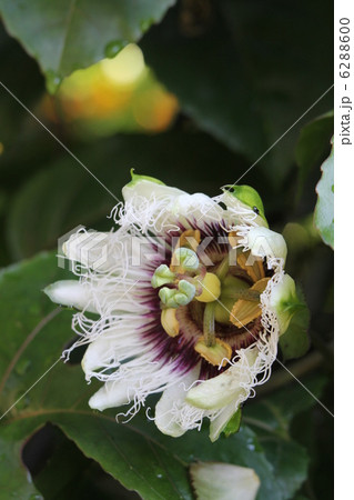 パッションフルーツ 6288600