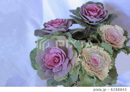 はぼたん はぼたん 6288843