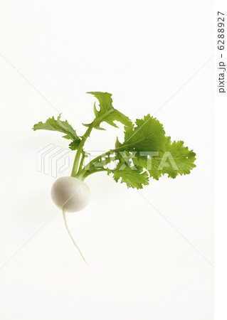 春の七草 6288927