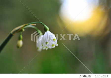 スノーフレーク 6289603