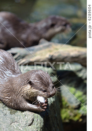 コツメカワウソ コツメカワウソ 6289604