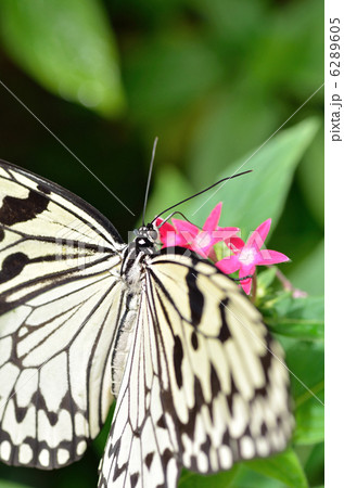 蝶の楽園 6289605