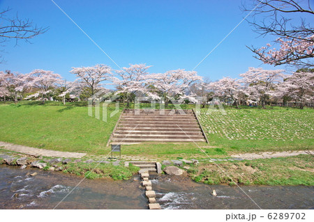 桜並木 桜並木 6289702