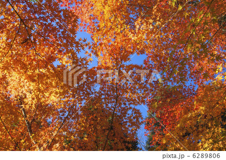 赤山禅院の秋 6289806