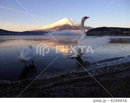 白鳥と富士山 白鳥と富士山 6289838
